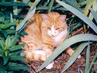 Linda Hairington - Wallpaper - cat,kat,gato - Kats R Us