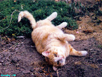 Linda Hairington - Wallpaper - cat,kat,gato - Kats R Us