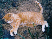 Linda Hairington - Wallpaper - cat,kat,gato - Kats R Us