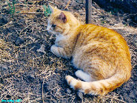 Linda Hairington - Wallpaper - cat,kat,gato - Kats R Us