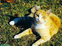 Linda Hairington - Wallpaper - cat,kat,gato - Kats R Us