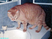 Mogwhi the Kat - Wallpaper - cat,kat,gato - Kats R Us