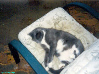 Sox the Kat - Wallpapers - cat,kat,gato - Kats R Us