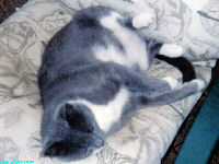 Sox the Kat - Wallpapers - cat,kat,gato - Kats R Us