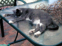 Sox the Kat - Wallpapers - cat,kat,gato - Kats R Us