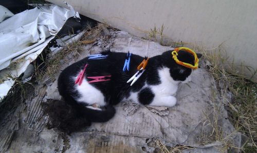 Buttons the Kat