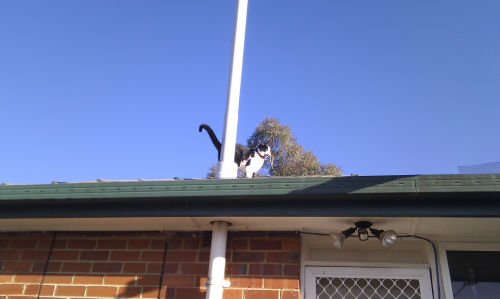 Buttons the Kat