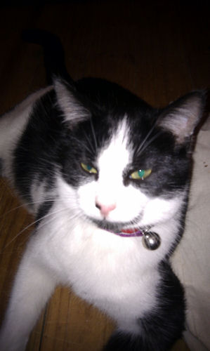 Buttons the Kat