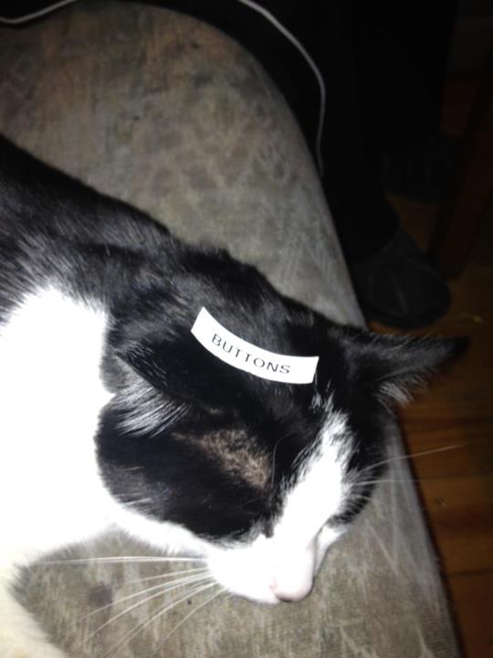 Buttons the Kat