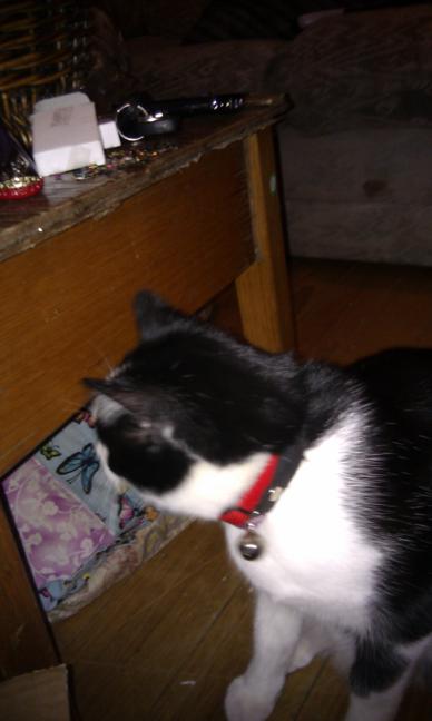 Buttons the Kat