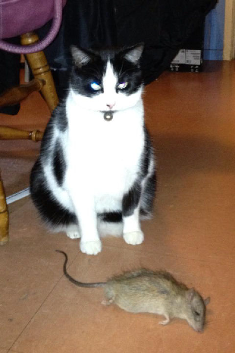 Buttons the Kat