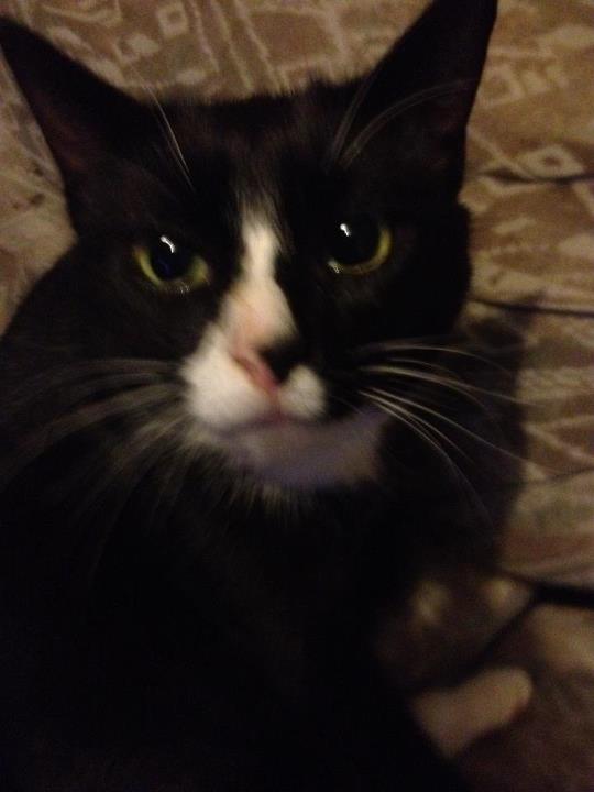 Sniffy the Kat