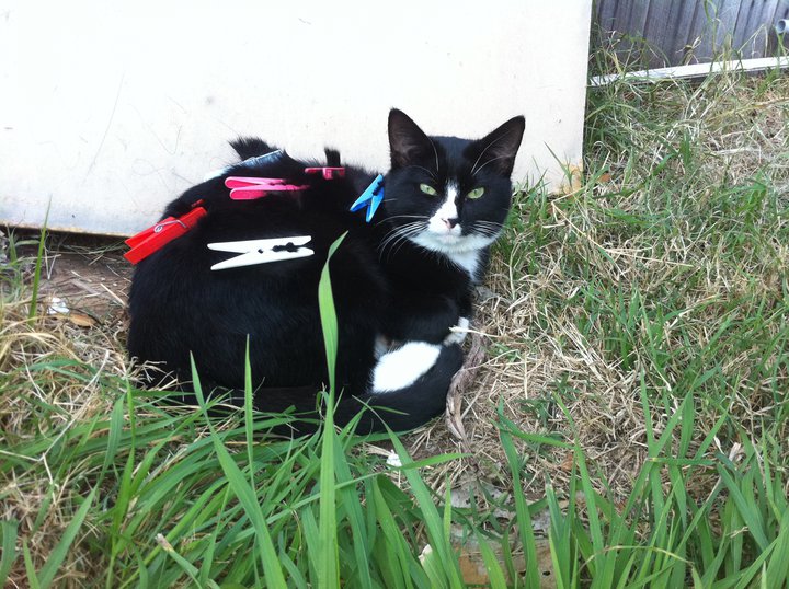 Sniffy the Kat