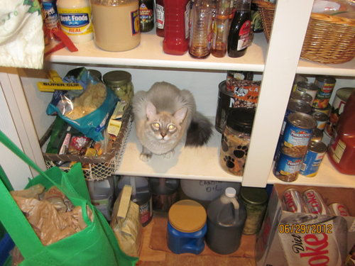 Frankie and Kitty - cat,kat,gato - Kats R Us