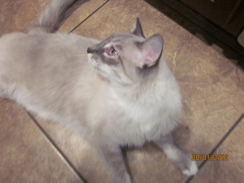 Frankie and Kitty - cat,kat,gato - Kats R Us