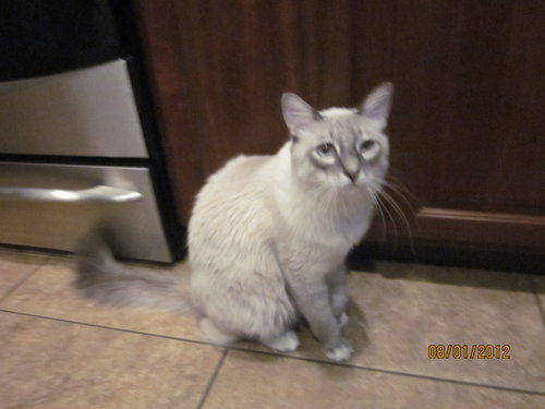 Frankie and Kitty - cat,kat,gato - Kats R Us