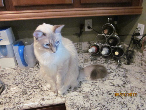 Frankie and Kitty - cat,kat,gato - Kats R Us
