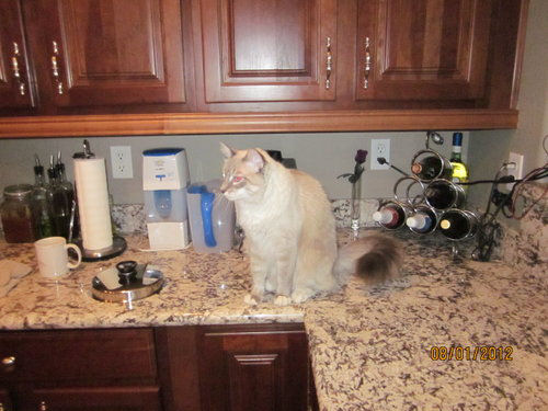 Frankie and Kitty - cat,kat,gato - Kats R Us