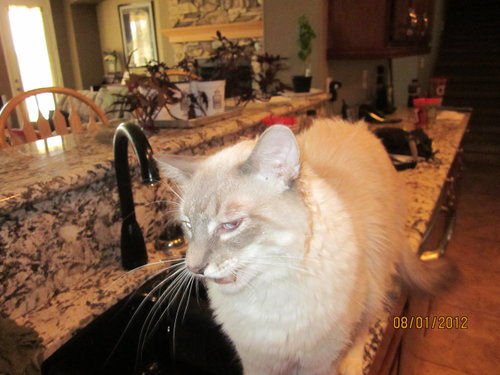 Frankie and Kitty - cat,kat,gato - Kats R Us