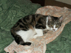 Jessica - cat,kat,gato - Kats R Us