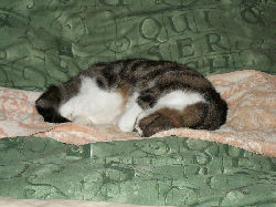 Jessica - cat,kat,gato - Kats R Us