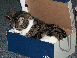 Jessica - cat,kat,gato - Kats R Us