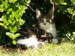 Jessica - cat,kat,gato - Kats R Us