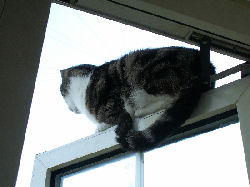 Jessica - cat,kat,gato - Kats R Us