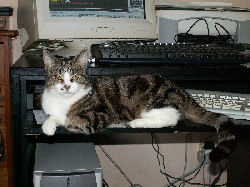 Jessica - cat,kat,gato - Kats R Us