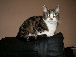 Jessica - cat,kat,gato - Kats R Us
