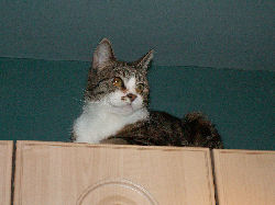 Jessica - cat,kat,gato - Kats R Us