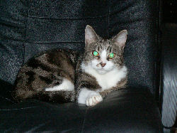 Jessica - cat,kat,gato - Kats R Us