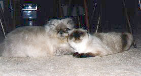 Kokomo and Discobear - cat,kat,gato - Kats R Us