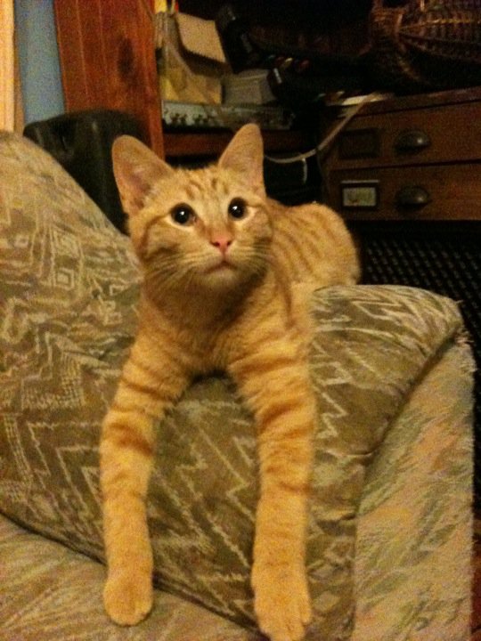 Lemmy - cat,kat,gato - Kats R Us