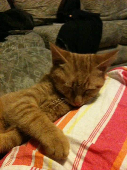 Lemmy - cat,kat,gato - Kats R Us