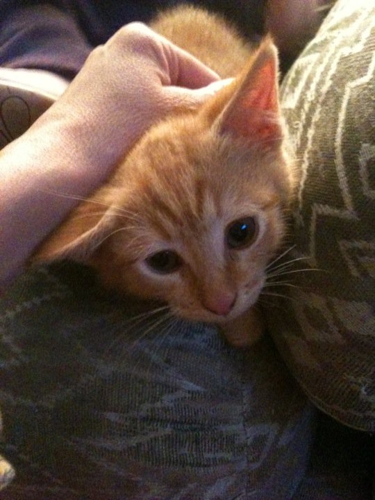 Lemmy - cat,kat,gato - Kats R Us