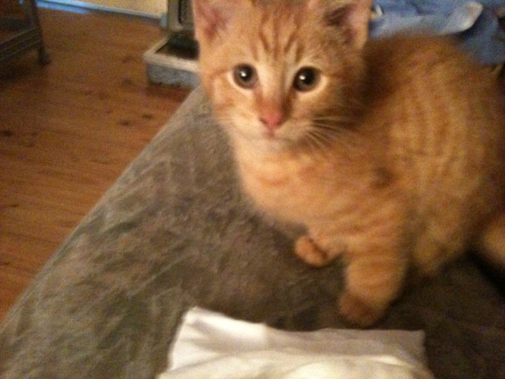 Lemmy - cat,kat,gato - Kats R Us