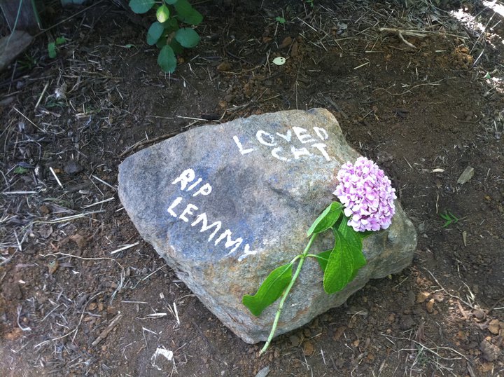 Lemmy - cat,kat,gato - Kats R Us