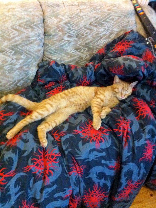 Lemmy - cat,kat,gato - Kats R Us