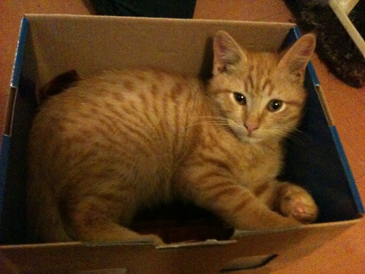 Lemmy - cat,kat,gato - Kats R Us