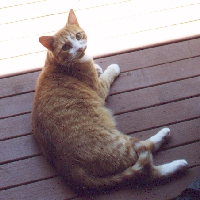 Linda Hairington - cat,kat,gato - Kats R Us