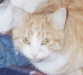 Linda Hairington - cat,kat,gato - Kats R Us