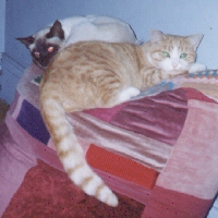 Linda Hairington - cat,kat,gato - Kats R Us