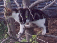 Linda Hairington - cat,kat,gato - Kats R Us