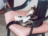 Linda Hairington - cat,kat,gato - Kats R Us