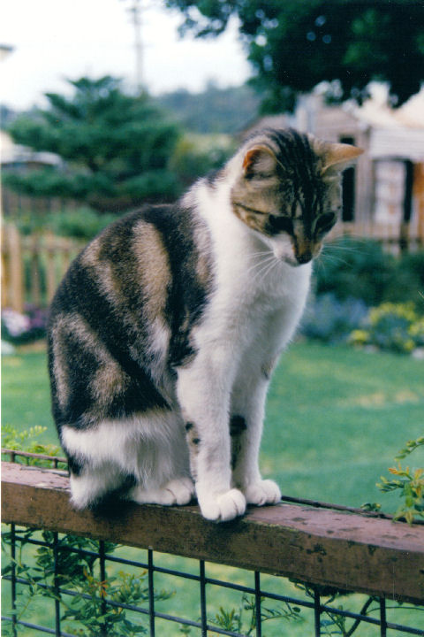 Malcolm Macfursome - cat,kat,gato - Kats R Us