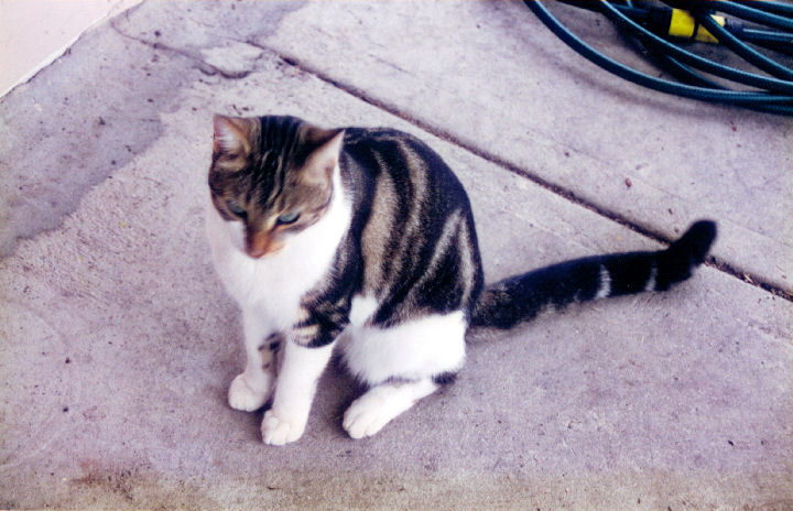 Malcolm Macfursome - cat,kat,gato - Kats R Us