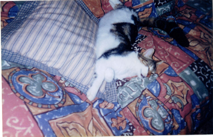 Malcolm Macfursome - cat,kat,gato - Kats R Us