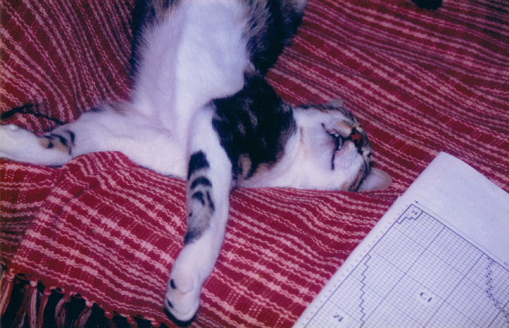 Malcolm Macfursome - cat,kat,gato - Kats R Us