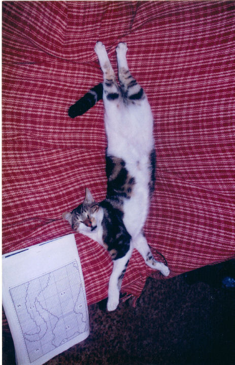 Malcolm Macfursome - cat,kat,gato - Kats R Us